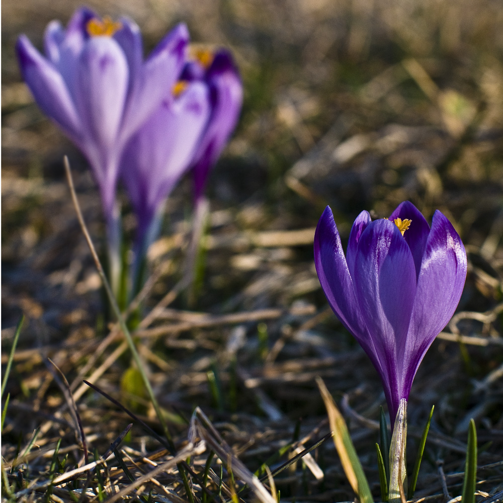 Krokusy 2011