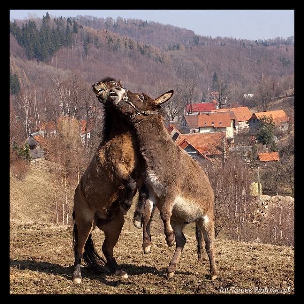 Walka międzygatunkowa