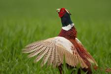 Bażant, Pheasant (Phasianus colchicus)