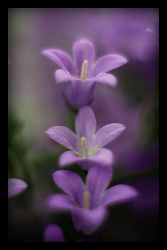 campanula