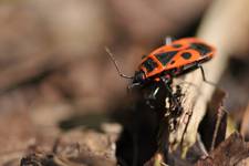 Pyrrhocoris apterus