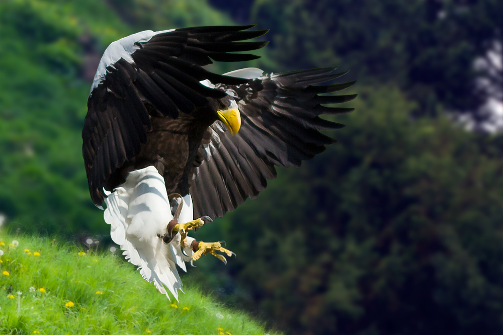 Orzel - jak sądze ;-)