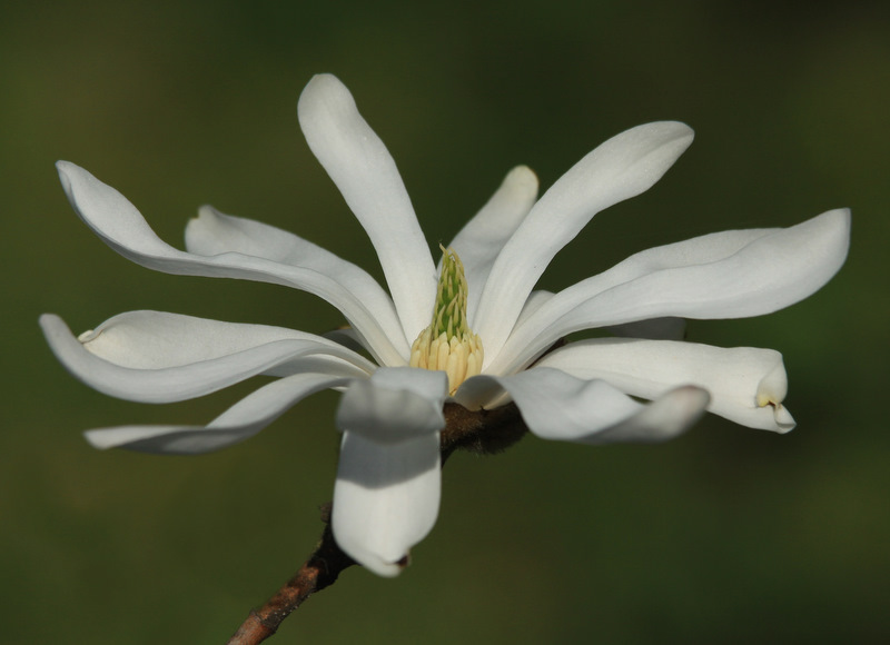 Magnolia