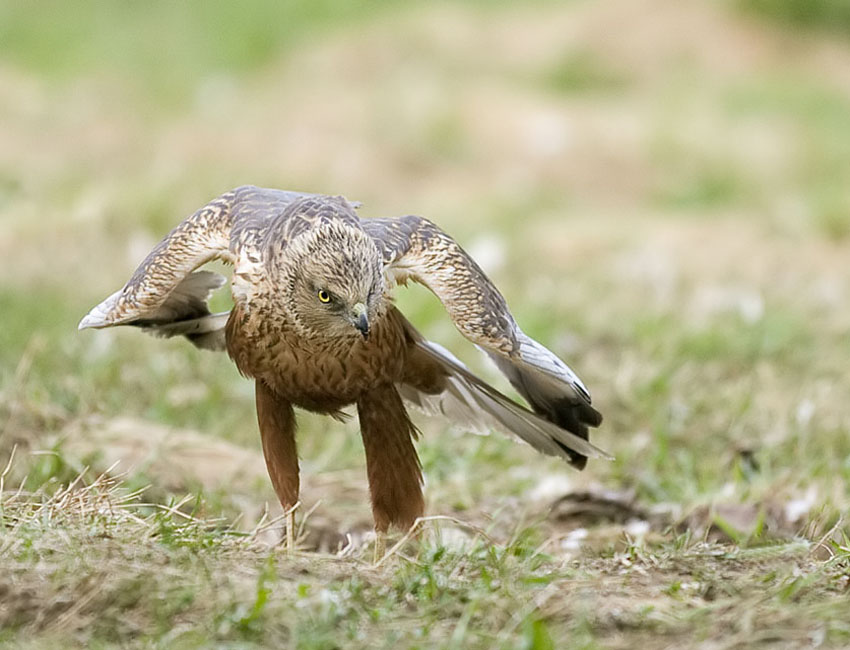 Błotniak stawowy - samiec