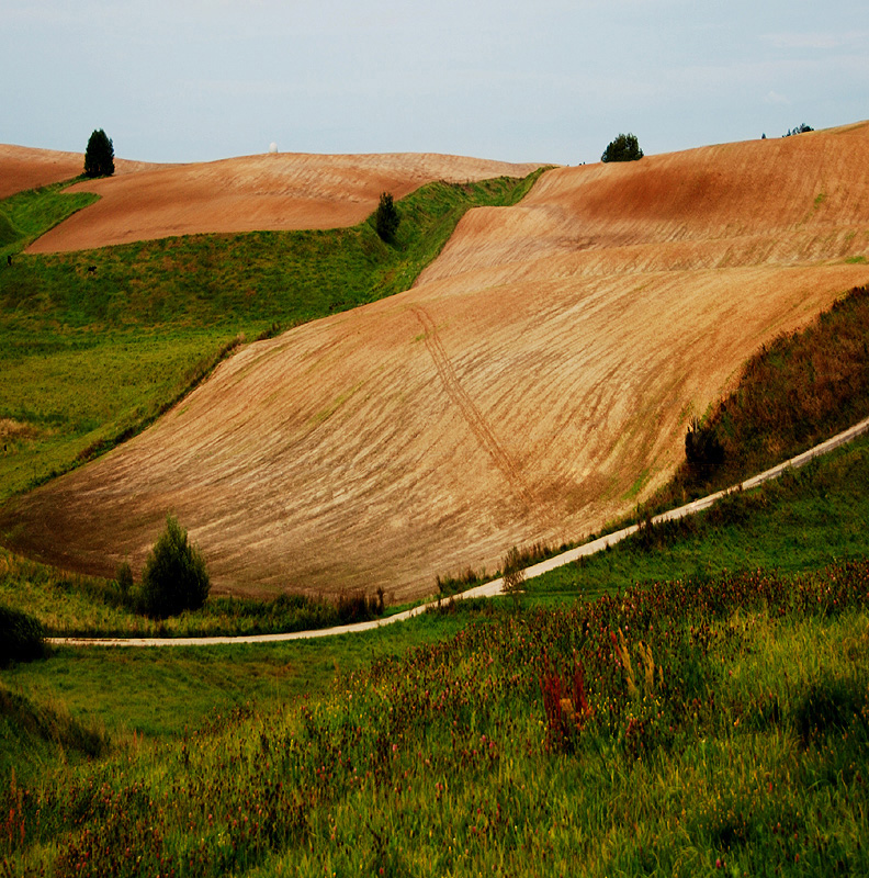 pola Podlasia 3