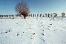 Strażnik  Graniczny