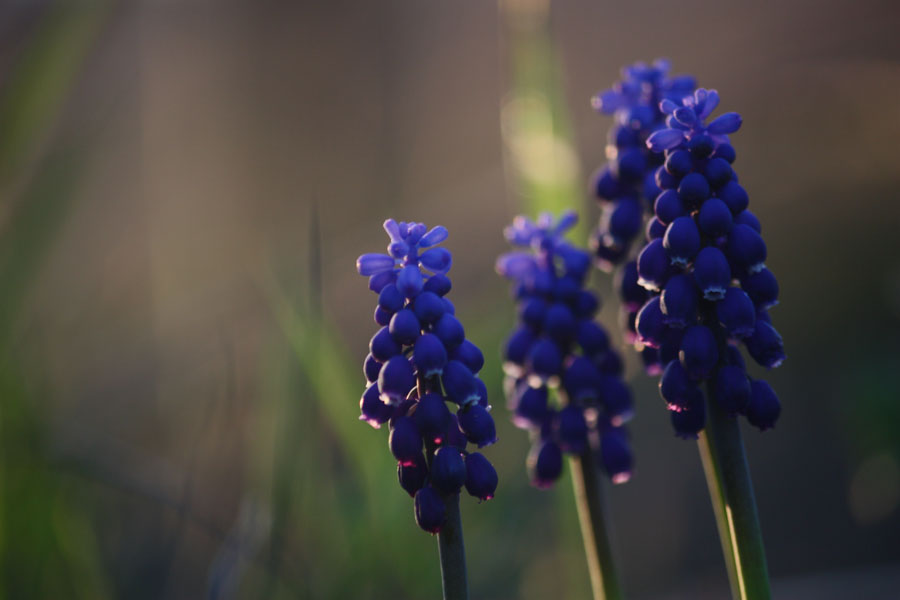 Szafirek drobnokwiatowy