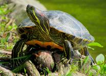 Żółw czerwonolicy / żółw czerwonouchy (Trachemys scripta elegans) .Zamieszkujący Amerykę Północną oraz Amerykę Środkową. Co dziwne spotkany w Polskim parku