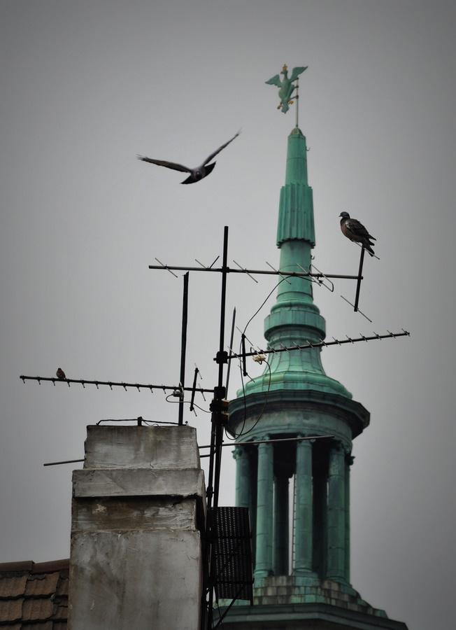 Zakłócenia w odbiorze