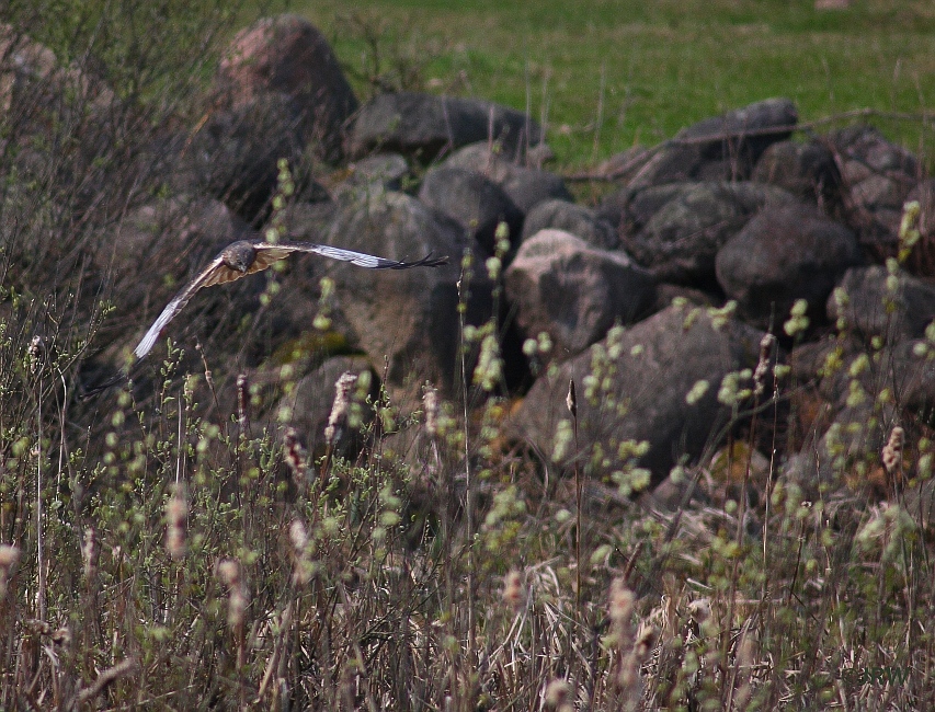 Błotniak Stawowy (Circus aeruginosus)