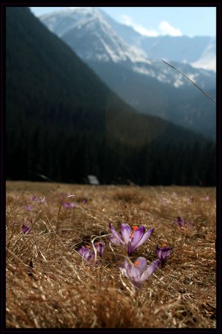 pozdrowienia od krokusów