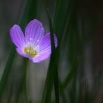 Szczawik zajęczy (Oxalis acetosella)