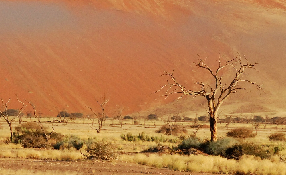 Namib -Pustynia