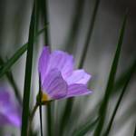 Szczawik zajęczy (Oxalis acetosella)