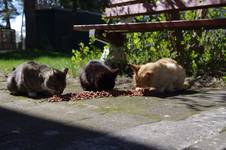 Wild cats in garden.