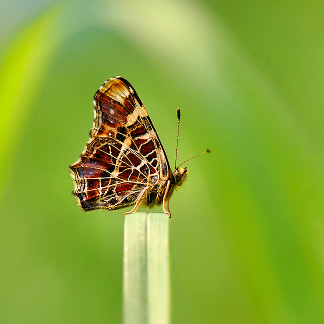 Pomnik rusałki kratkowca (Araschnia levana)