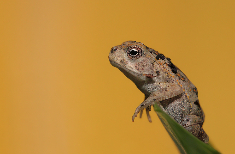 Rhinella marina Ropucha aga