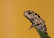 Rhinella marina Ropucha aga