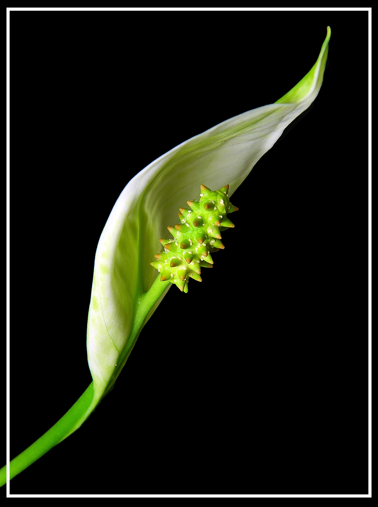 Spathiphyllum