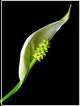 Spathiphyllum