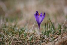 krokus