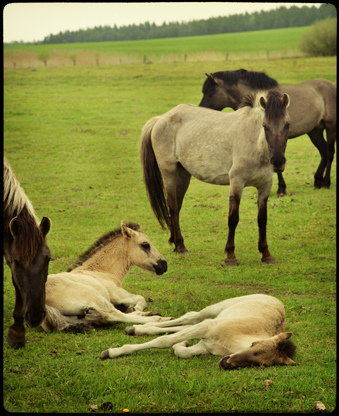 Konik Polski