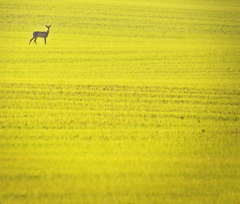 samotnik