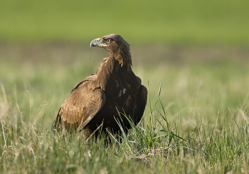 Orzeł przedni (Aquila chrysaetos)