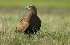 Orzeł przedni (Aquila chrysaetos)