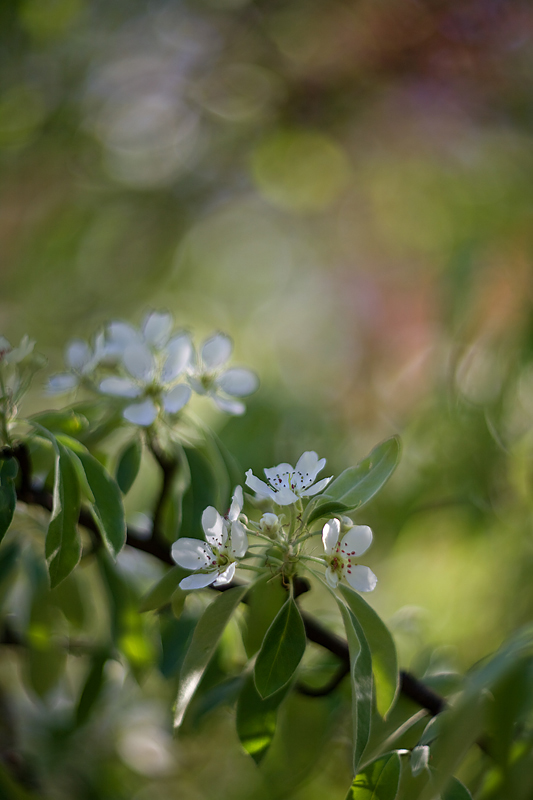 Grusza oliwnikowa