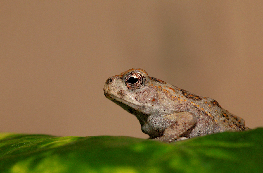 Rhinella marina Ropucha aga II