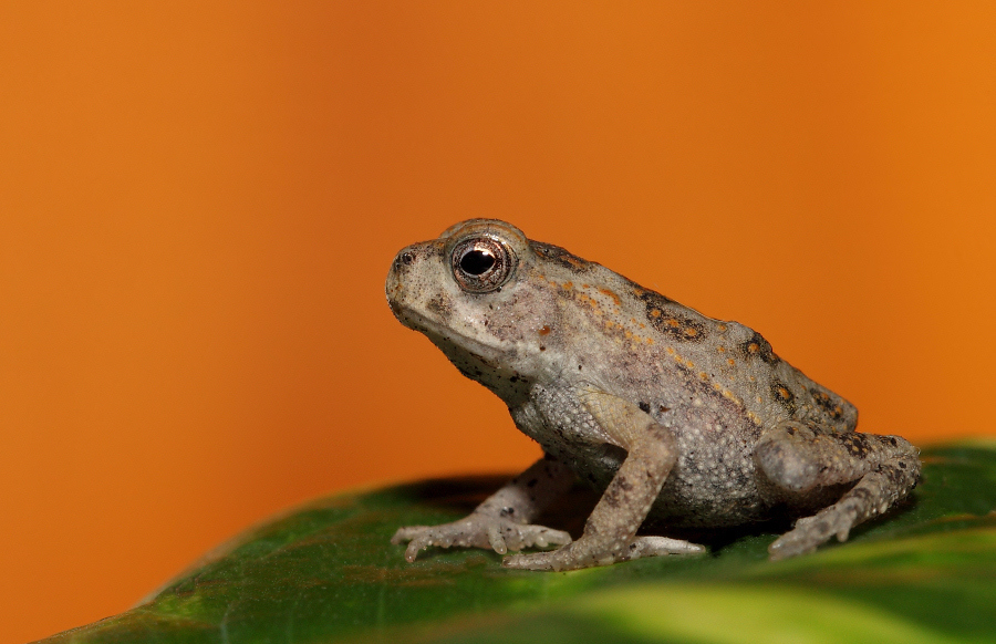 Rhinella marina Ropucha aga III