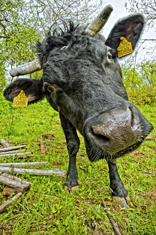 Portret na wesoło :)