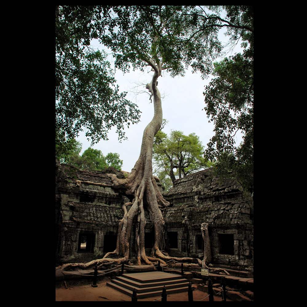 Swiatynnie - Ta Prohm - Kambodza