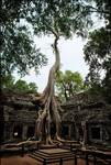 Swiatynnie - Ta Prohm - Kambodza