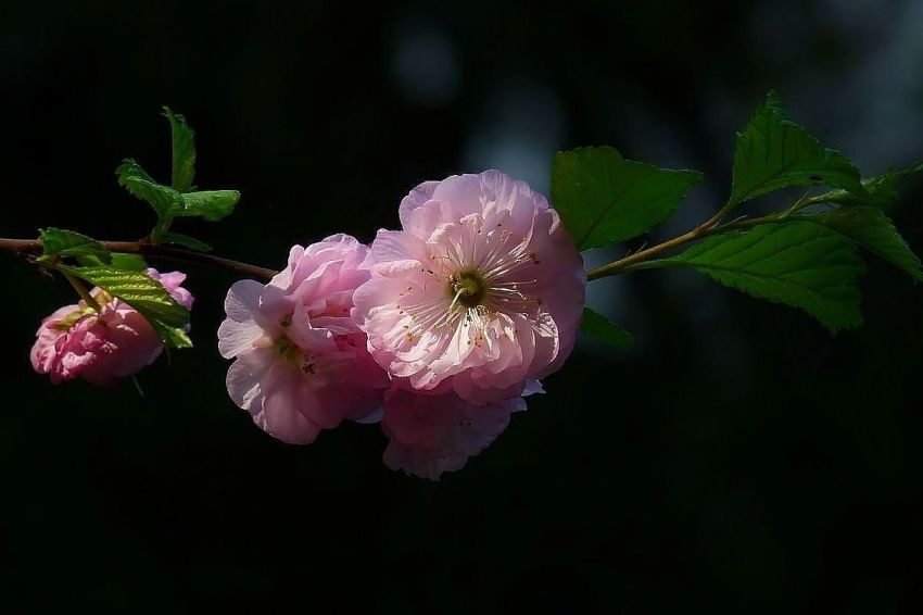 Migdałowiec, Migdałek (Prunus amygdalus)