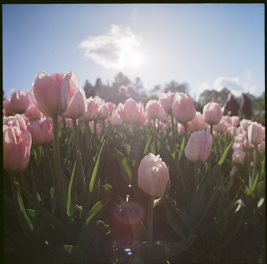 Tulipany