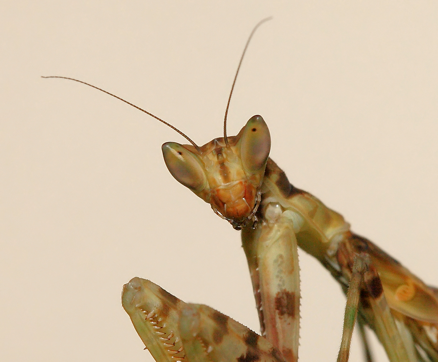 samica Modliszka oczkowa Creobroter elongata