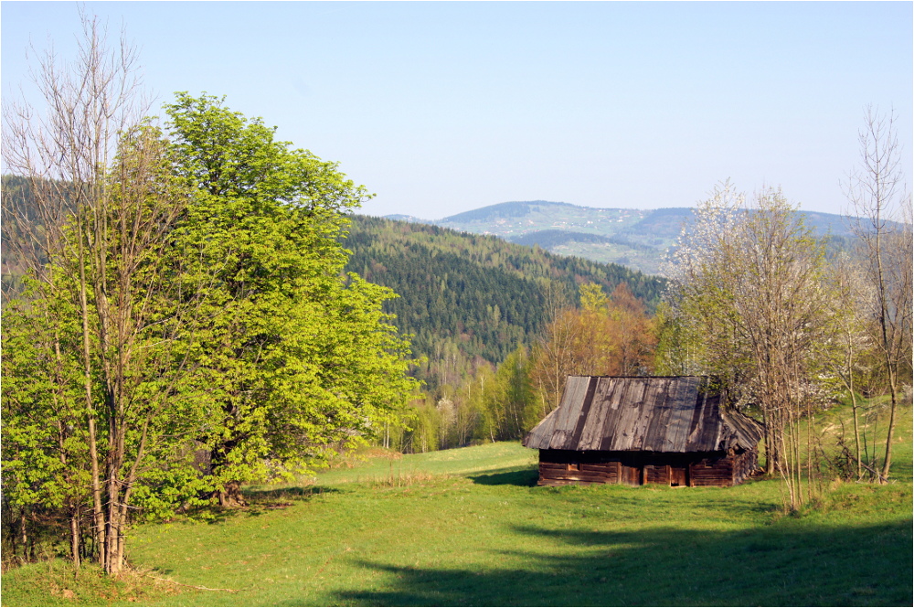 Żółtodziób