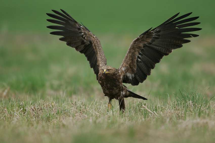 Orlik krzykliwy (Aquila pomarina)