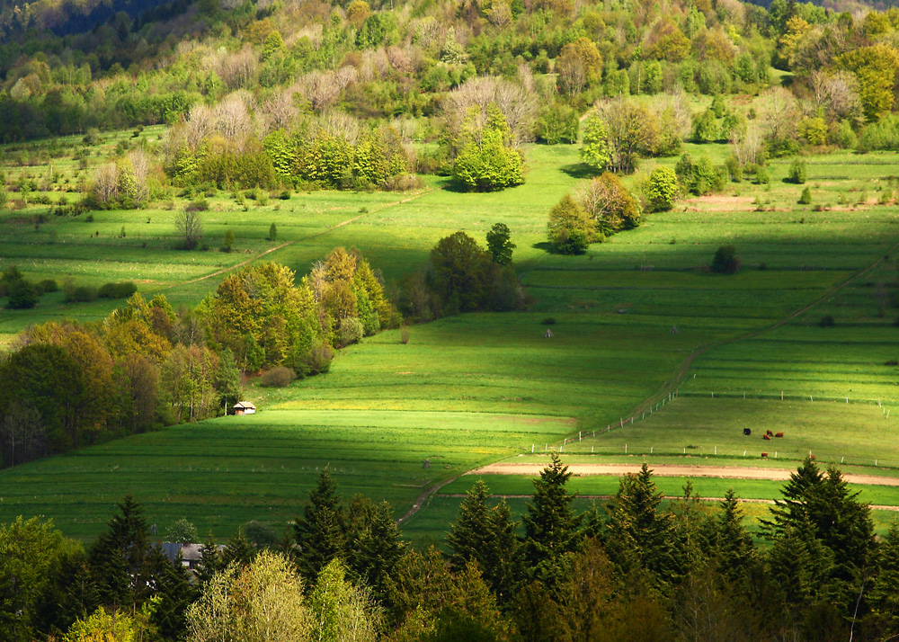 Wiosna w Beskidach II