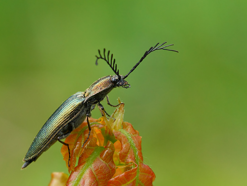 Zaciosek grzebykoczułki (Ctenicera pectinicornis)