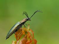 Zaciosek grzebykoczułki (Ctenicera pectinicornis)