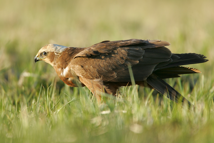 Błotniak stawowy, Marsh harrier (Circus aeruginosu)