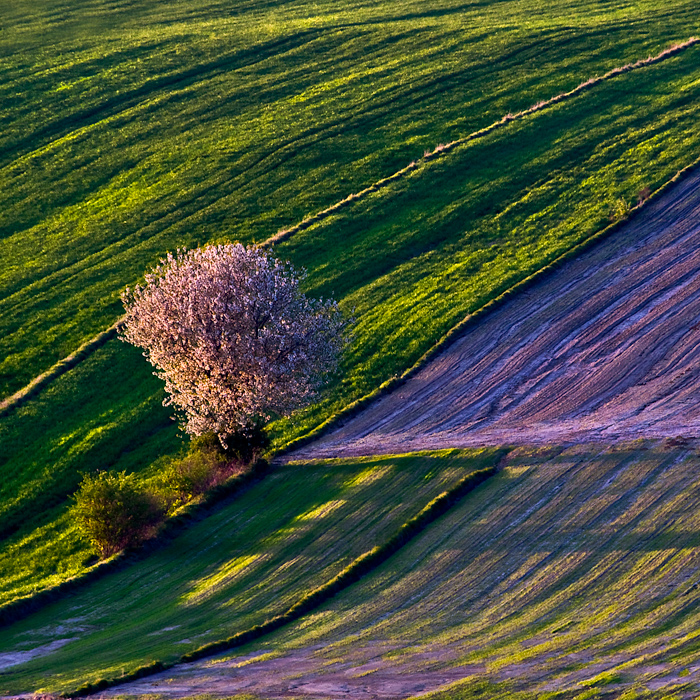 wiosna na polach...