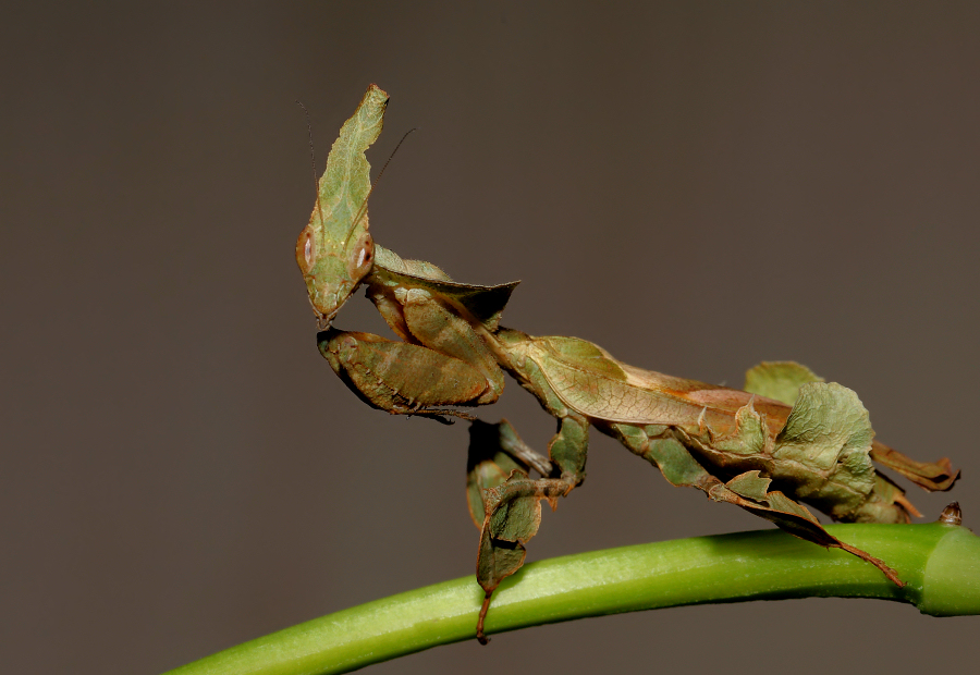 Phyllocrania paradoxa (modliszka liściogłowa)