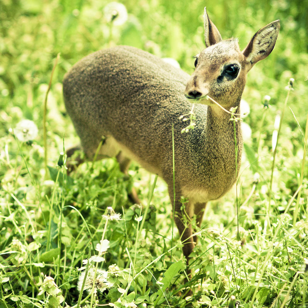 dikdik