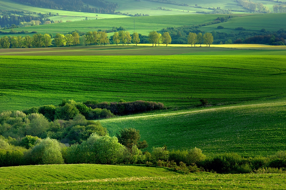 green field...