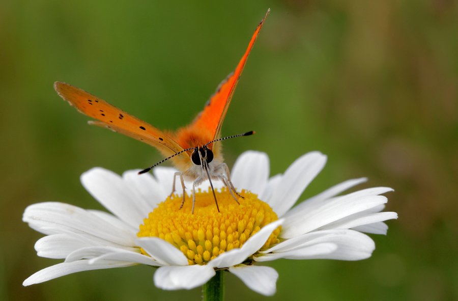 Motyl Czerwończyk