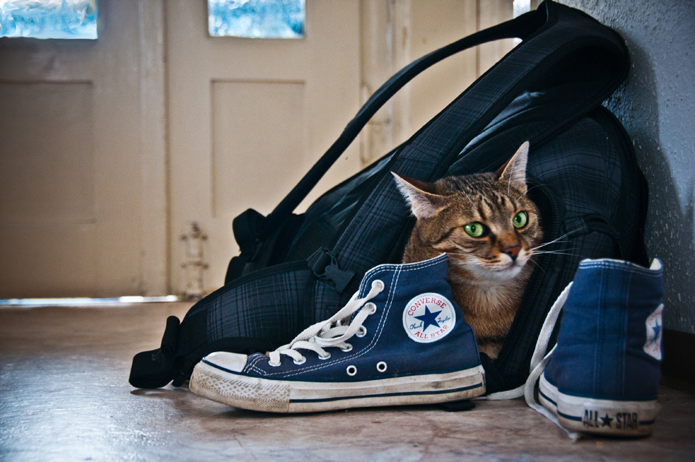 converse cat